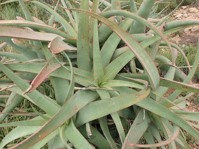 Aloe speciosa, photographed by Nicola van Berkel