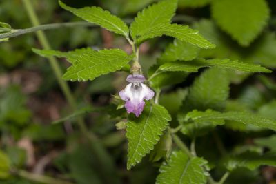 Melittis melissophyllum, photographed by Eleftherios Katsillis