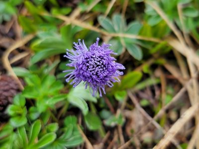 Globularia nudicaulis, photographed by Elias