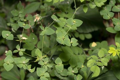 Euphorbia dulcis, photographed by Eleftherios Katsillis