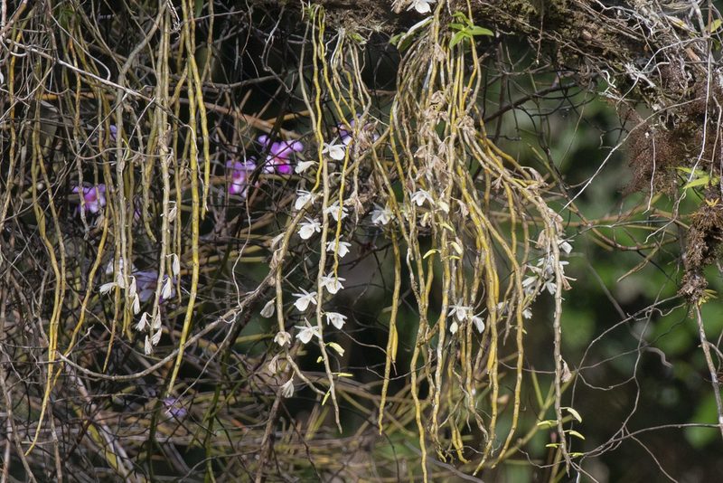 Dendrobium polyanthum, photographed by Kristof Zyskowski