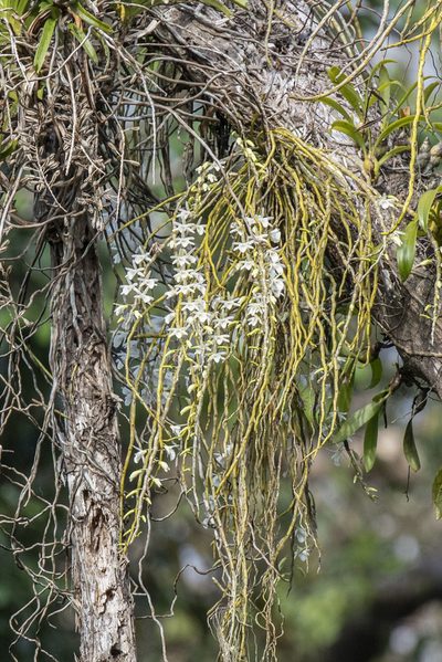 Dendrobium polyanthum, photographed by Kristof Zyskowski