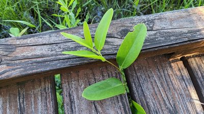 Smilax laurifolia, photographed by Joseph Aubert