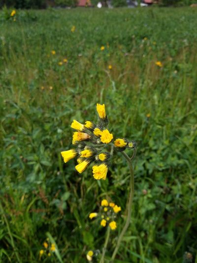Pilosella glomerata, photographed by Vladimír Fuka