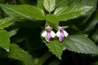 Melittis melissophyllum, photographed by Eleftherios Katsillis