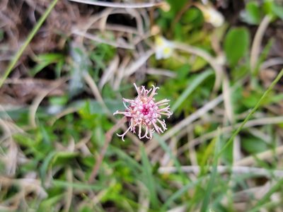 Homogyne alpina, photographed by Elias
