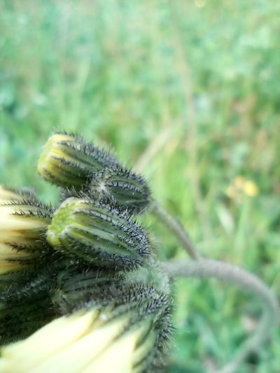 Pilosella glomerata, photographed by Vladimír Fuka