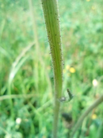 Pilosella glomerata, photographed by Vladimír Fuka