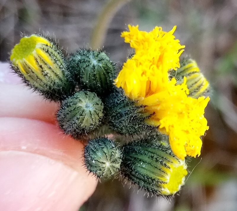 Pilosella glomerata, photographed by Vladimír Fuka