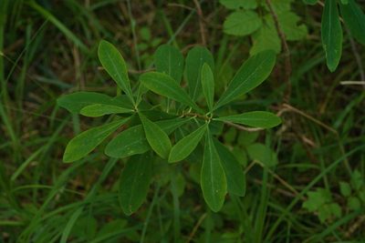 Daphne mezereum, photographed by Tobias Schönberg
