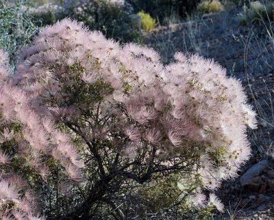 Fallugia paradoxa, photographed by Andrew Tree