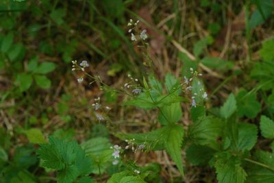 Veronica urticifolia, photographed by Tobias Schönberg