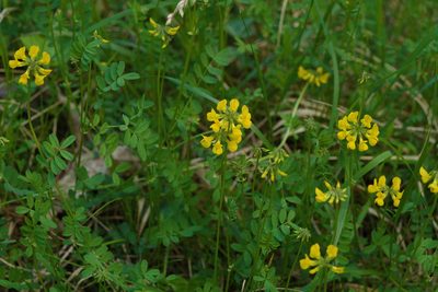 Hippocrepis comosa, photographed by Tobias Schönberg