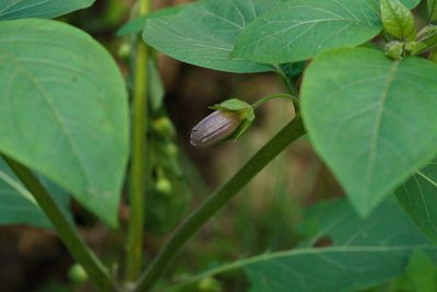 Atropa bella-donna, photographed by Tobias Schönberg