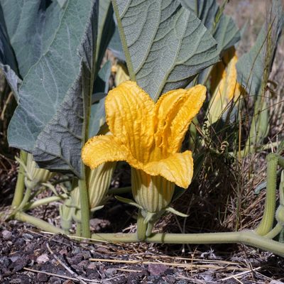 Cucurbita foetidissima, photographed by Andrew Tree