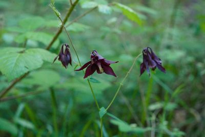 Aquilegia atrata, photographed by Tobias Schönberg