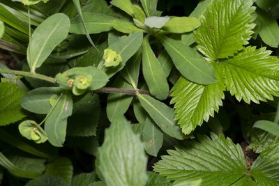 Euphorbia amygdaloides, photographed by Eleftherios Katsillis
