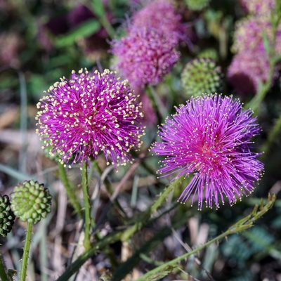 Mimosa nuttallii, photographed by Andrew Tree