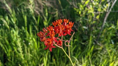 Asclepias lanceolata, photographed by Joseph Aubert
