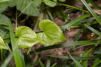 Dioscorea communis, photographed by Eleftherios Katsillis