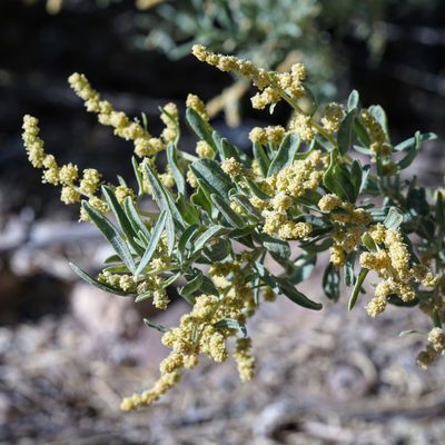 Atriplex canescens, photographed by Andrew Tree