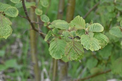 Alnus incana, photographed by Марина Садыкова