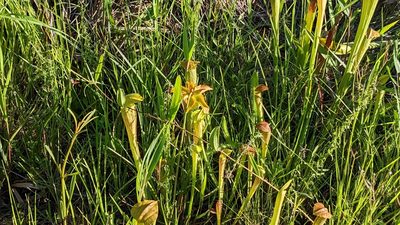 Sarracenia alata, photographed by Joseph Aubert