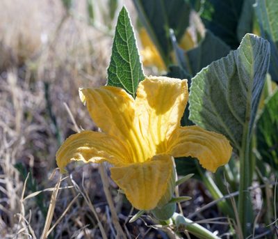 Cucurbita foetidissima, photographed by Andrew Tree