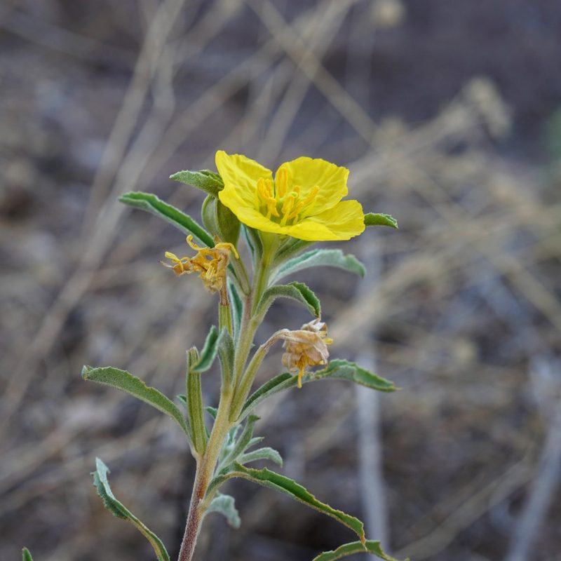 Oenothera serrulata, photographed by Andrew Tree