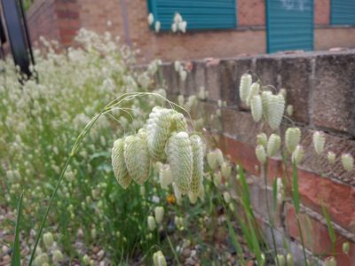 Briza maxima, photographed by Karen Fry