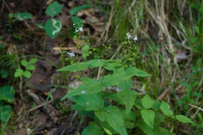 Veronica urticifolia, photographed by Tobias Schönberg