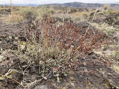Eriogonum jamesii, photographed by Cecelia Alexander