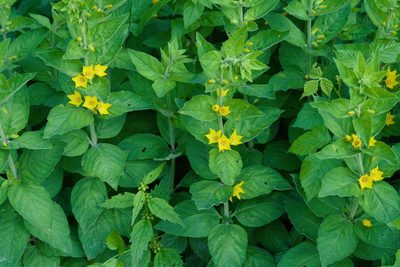 Lysimachia punctata, photographed by Tobias Schönberg