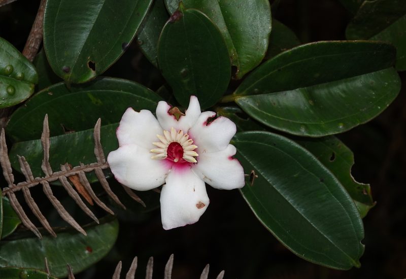 Blakea quadrangularis, photographed by desertnaturalist