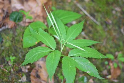 Cardamine enneaphyllos, photographed by Thorsten Hackbarth