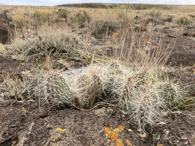 Opuntia polyacantha, photographed by Cecelia Alexander