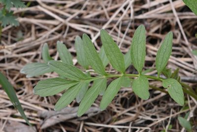 Valeriana officinalis, photographed by Марина Садыкова