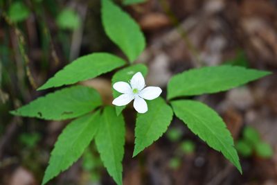 Anemonoides trifolia, photographed by Thorsten Hackbarth
