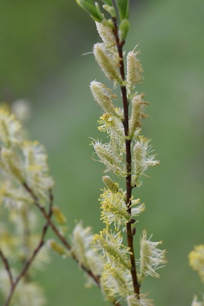 Salix starkeana, photographed by Марина Садыкова