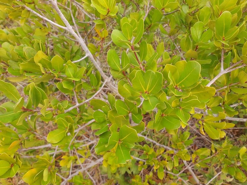 Myrsine parvifolia, photographed by Diego Dos Anjos Souza