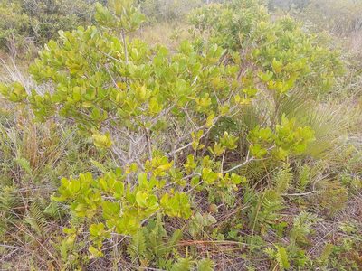 Myrsine parvifolia, photographed by Diego Dos Anjos Souza