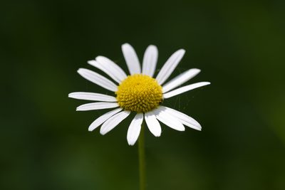 Leucanthemum ircutianum, photographed by Eleftherios Katsillis