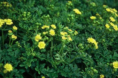 Senecio sterquilinus, photographed by Peter de Lange