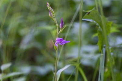 Cephalanthera rubra, photographed by Eleftherios Katsillis