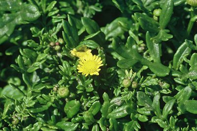 Senecio sterquilinus, photographed by Peter de Lange
