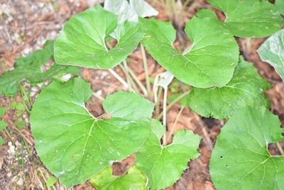 Petasites paradoxus, photographed by Thorsten Hackbarth