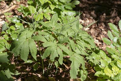 Cardamine heptaphylla, photographed by Eleftherios Katsillis