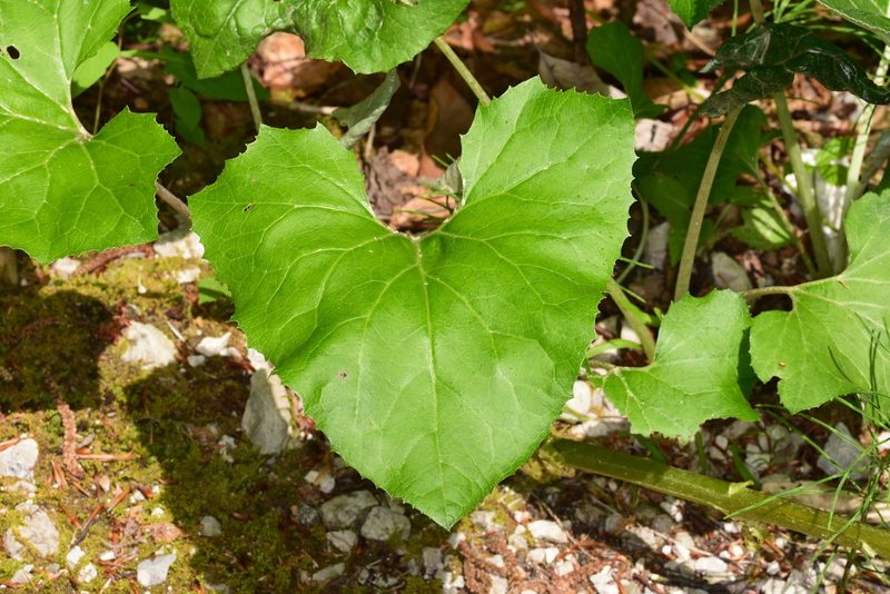 Petasites paradoxus, photographed by Thorsten Hackbarth