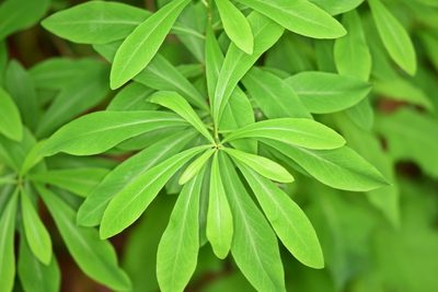Daphne mezereum, photographed by Thorsten Hackbarth