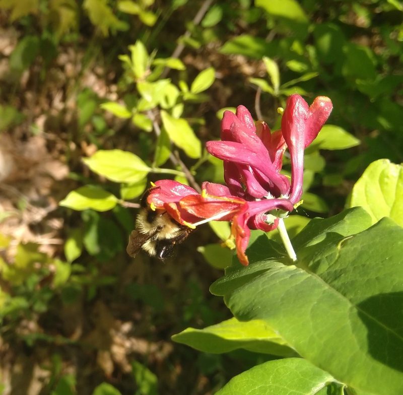 Lonicera dioica, photographed by Marilynn Miller